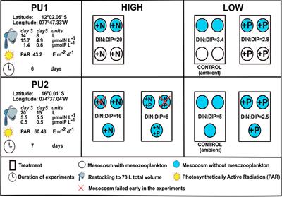 Microzooplankton Stoichiometric Plasticity Inferred from Modeling Mesocosm Experiments in the Peruvian Upwelling Region